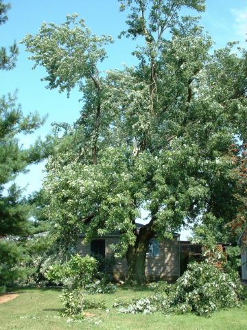 Damaged Trees over House