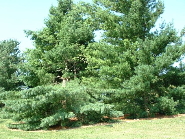 Damaged Coniferous Trees
