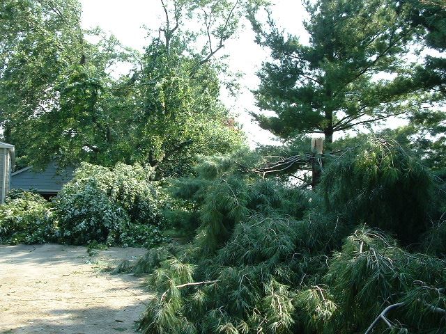 Fallen Branches and Trees