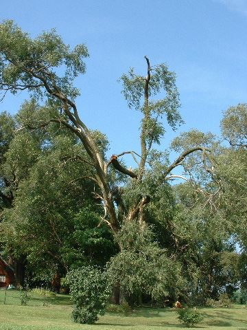 Damaged Tree