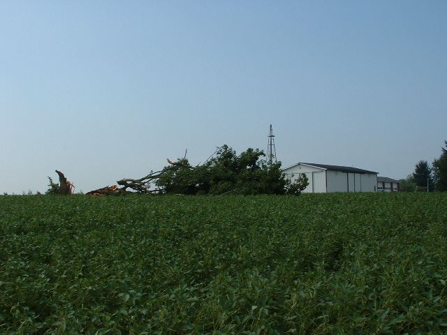 Fallen Tree Next to Barn