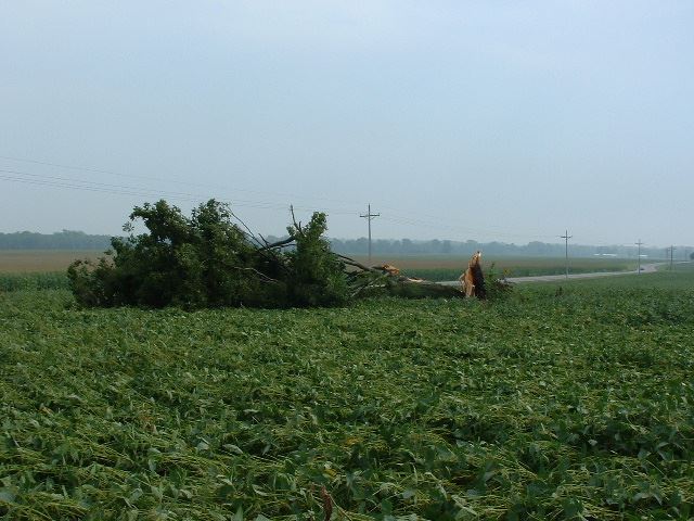 Fallen Tree in Field