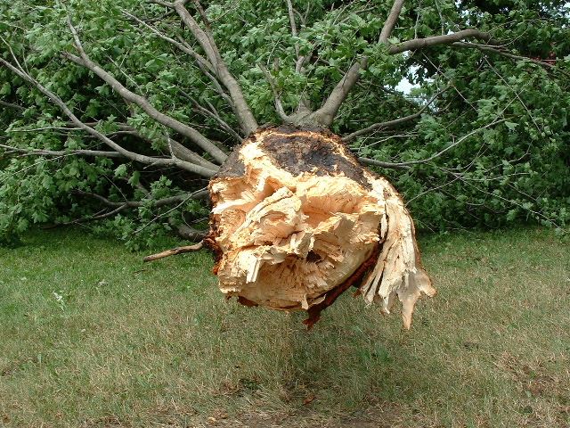 Fallen Tree Closeup